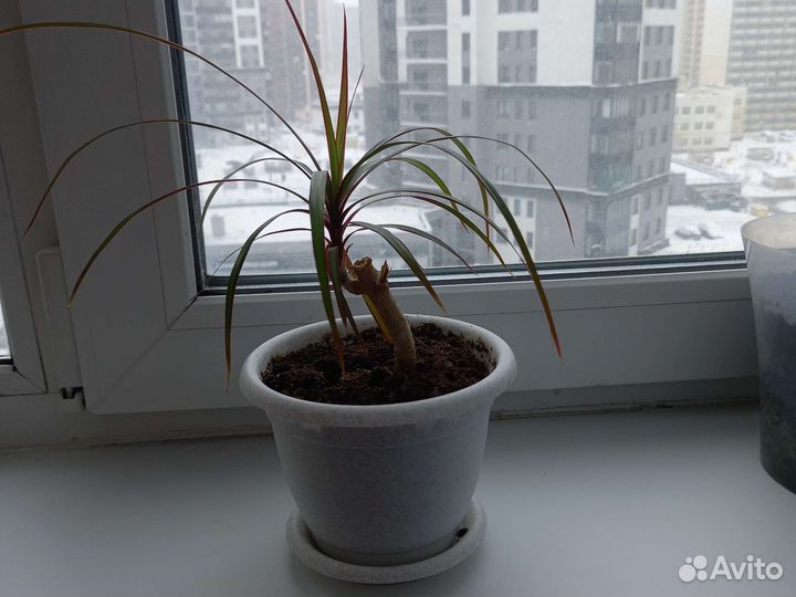 Пальма драцена