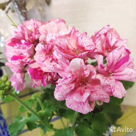 Пеларгония герань(разные сорта) в кашпо