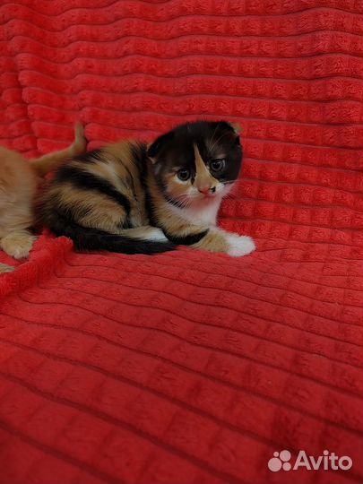 Котята