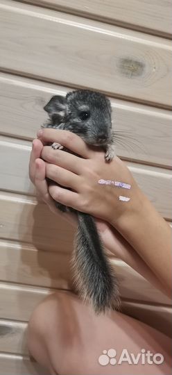 Шиншилла мальчик