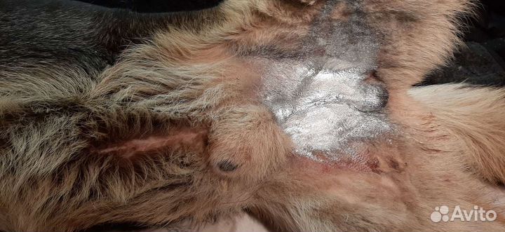 Ветеринарный врач