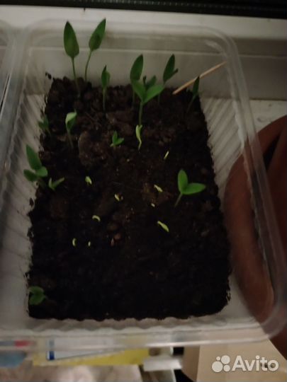 Рассада томатов перца