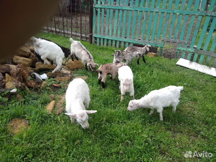 Продаются козлята