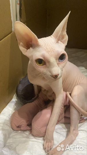Канадский сфинкс котенок