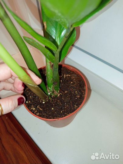 Замиокулькас замифолия