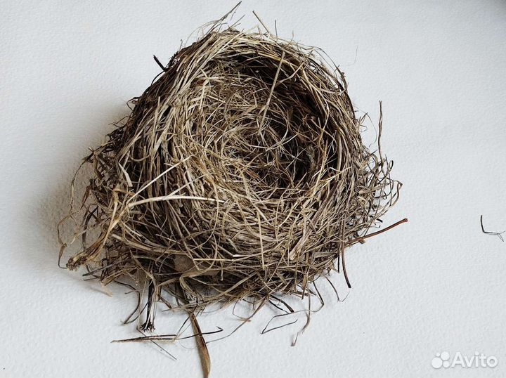 Настоящие птичьи гнезда