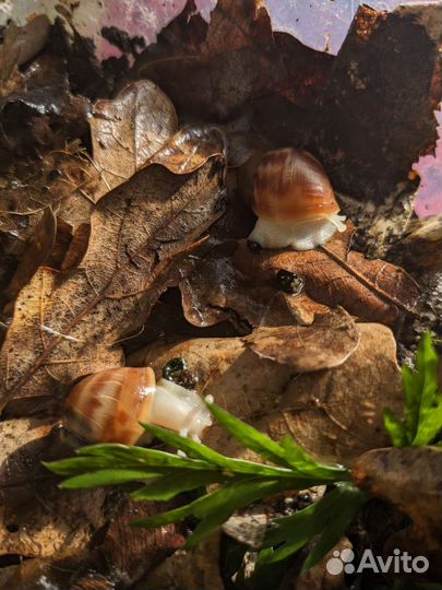 Архахатина сп бенин