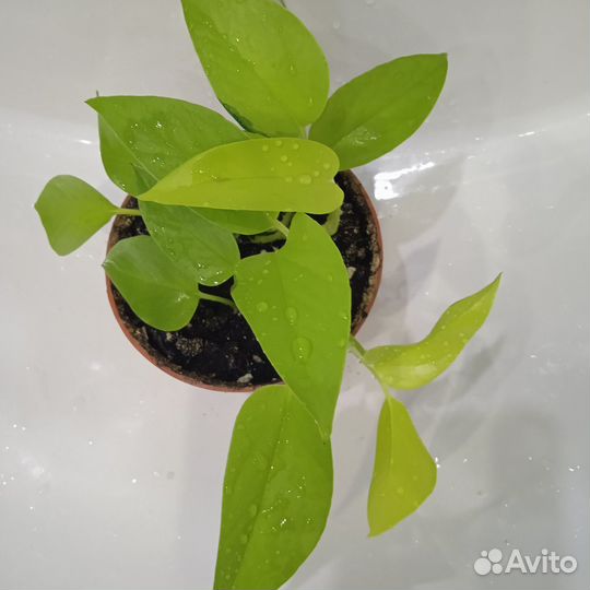 Сциндапсус неон