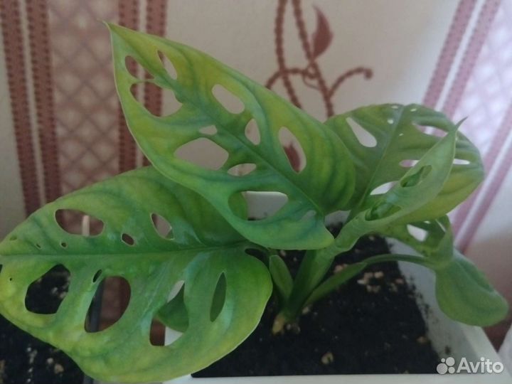 Монстера манки маск