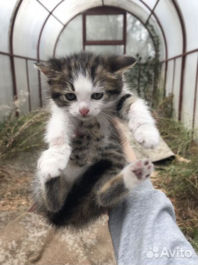 Котята бесплатно