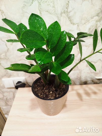 Замиокулькас