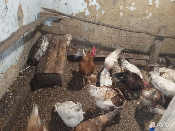 Петухи домашние