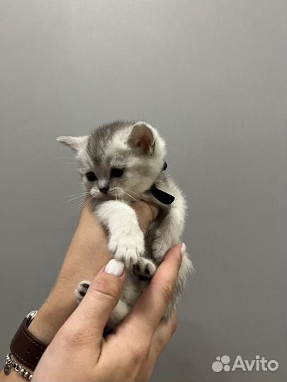 Котята серебристая шиншилла