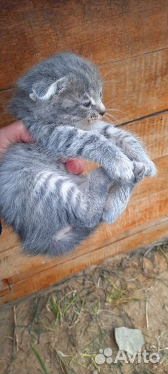 Отдам котят 2 мальчика 3 девочки