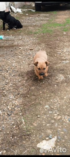 Щенки в добрые руки