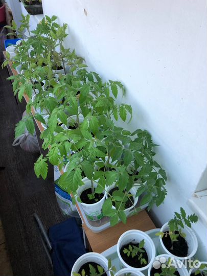 Рассада томатов