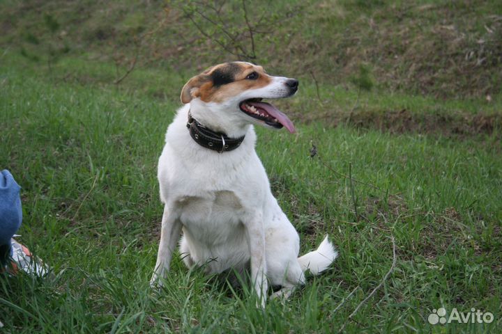 Собака в добрые руки