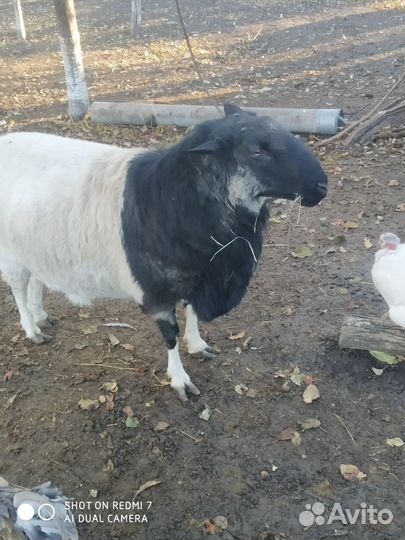 Баран Дорпер 2 года, на племя