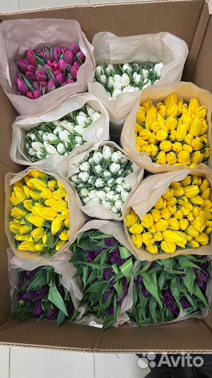 Тюльпаны оптом
