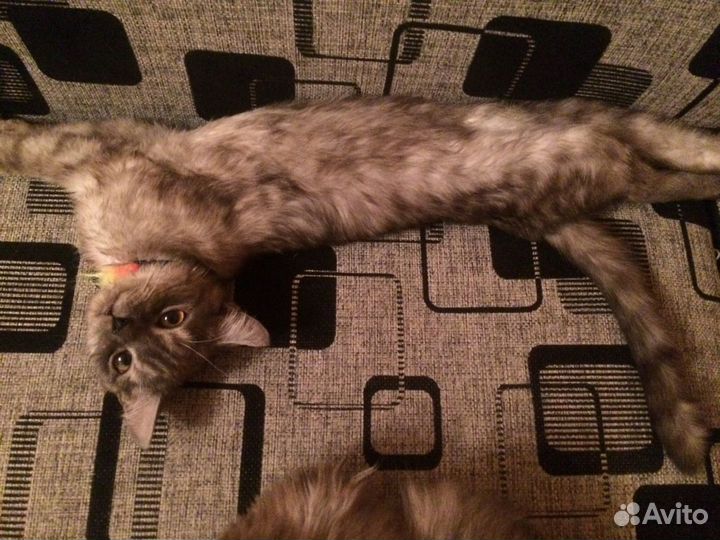 Отдам шотландского кота
