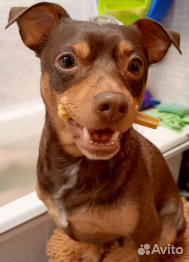 Вязка той-терьер