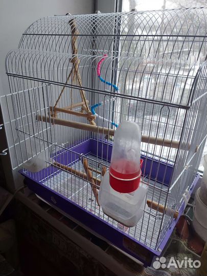 Попугай корелла