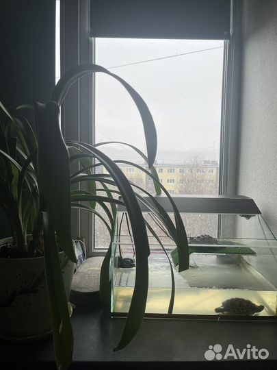 2 Черепахи +все пренедлежности
