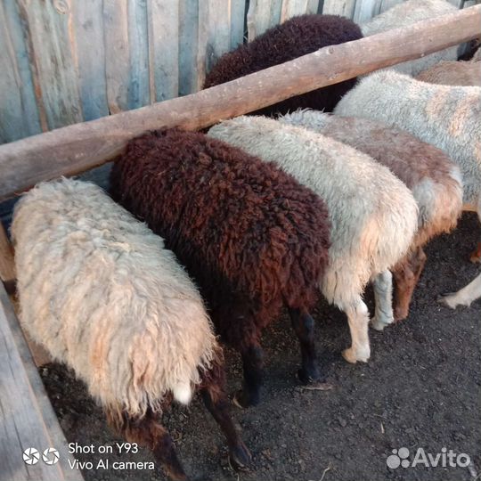 Бараны, баранчики