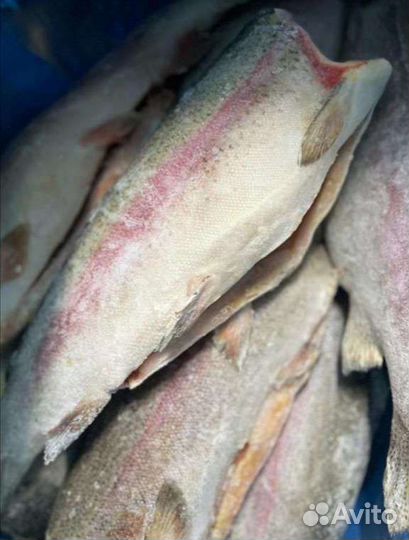 Форель пбг Турция рыба морепродукты