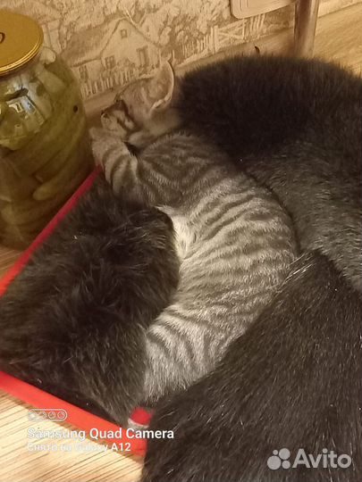 Котенок, кот подросток мальчик