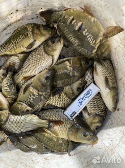 Продается рыба на зарыбление
