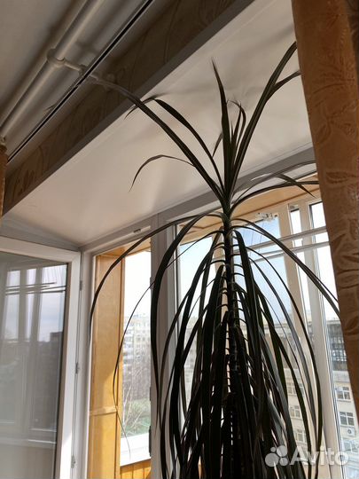 Драцена 160 см