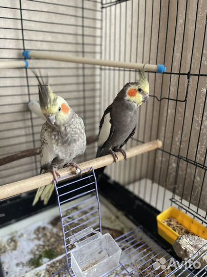 Попугаи кореллы - производители