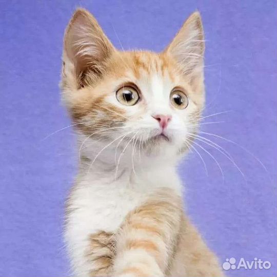 Котята в добрые руки бесплатно