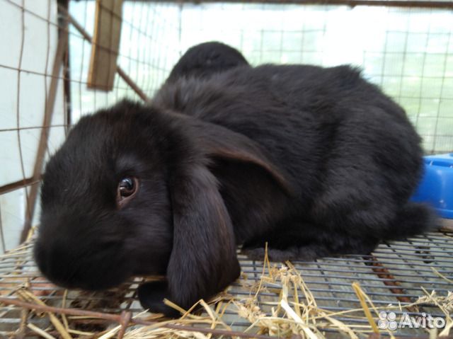 Кролики на племя. Чистая родословная. Французский