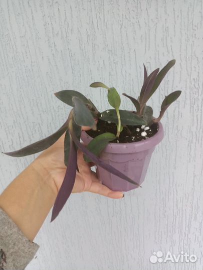 Комнатные растения