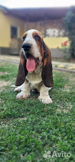 Щенки бассета