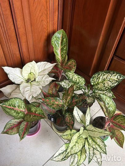 Аглаонема сортовые