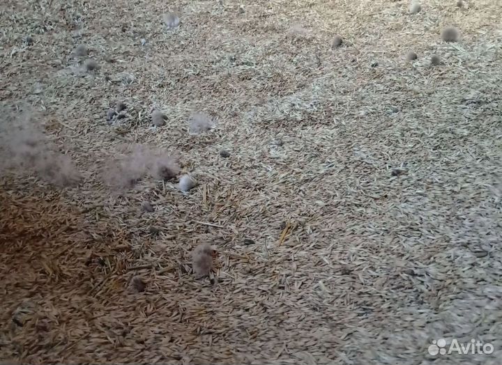 Кормовой ячмень, Семечко на корм