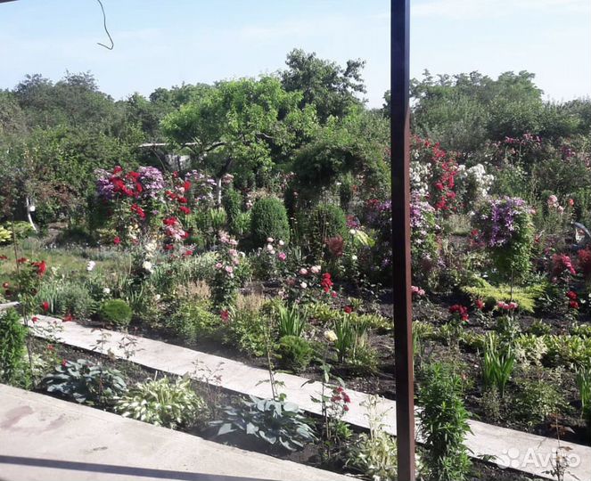 Садовые цветы