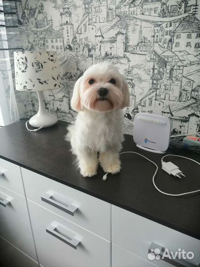 Мальтезе вязка