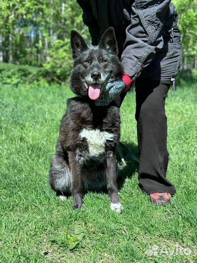 Собака ищет дом