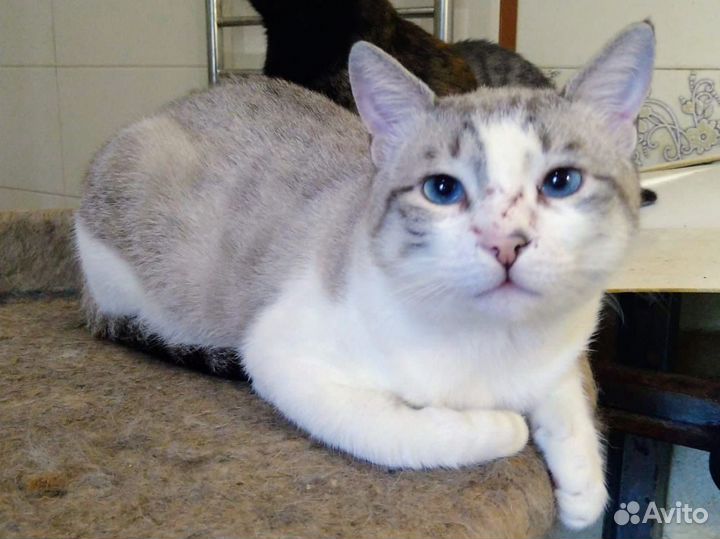 Котик в добрые руки