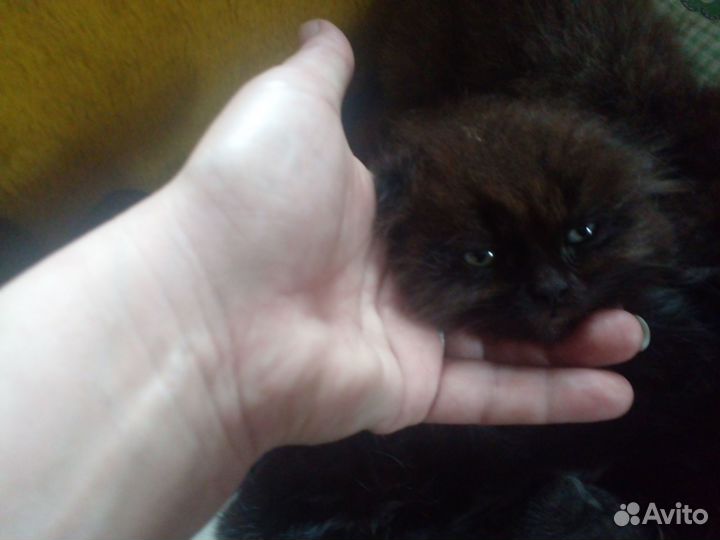 Котята 1.5месяцев