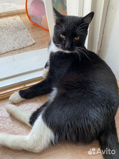 Котик