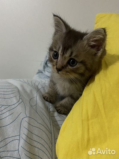 Котенок в добрые руки