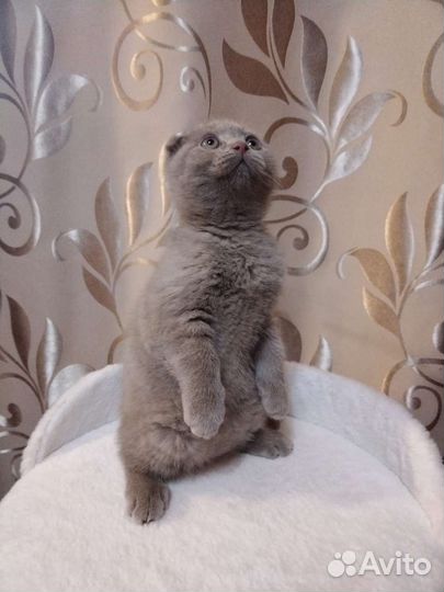Шотландский вислоухий мальчик