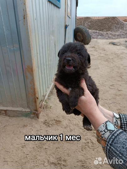 Щенки мальчики и девочки. 1.5 месяца. Привезём