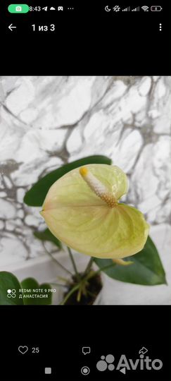 Антуриум Марасол