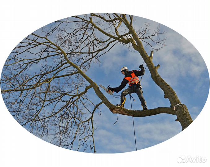 Спил деревьев